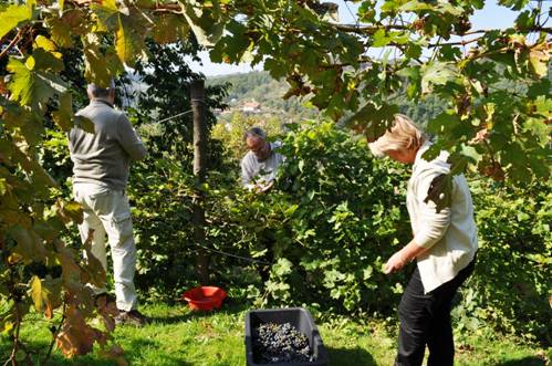 Berba u Jarmenovcima � oktobar 2010. godine